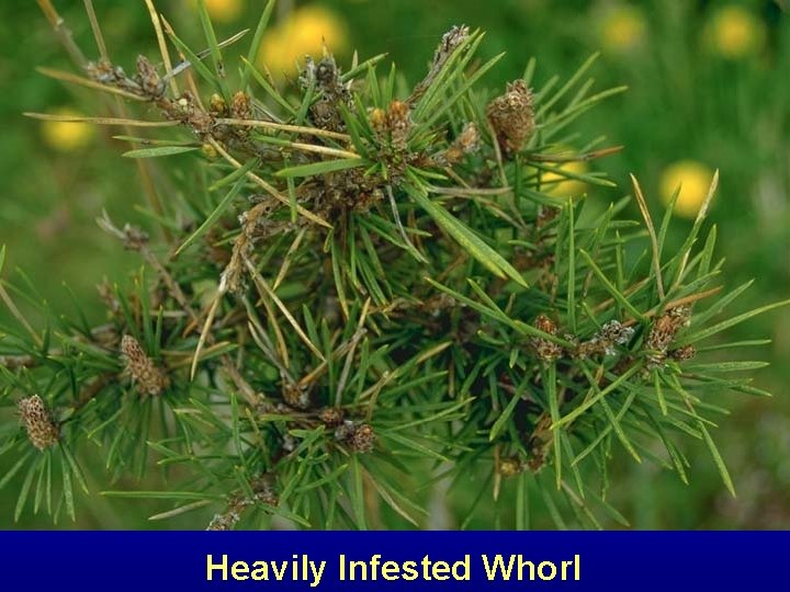 Heavily Infested Whorl 
