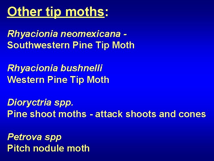 Other tip moths: Rhyacionia neomexicana Southwestern Pine Tip Moth Rhyacionia bushnelli Western Pine Tip