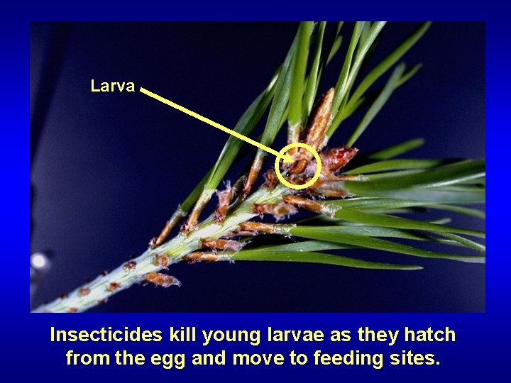 Larva Insecticides kill young larvae as they hatch from the egg and move to