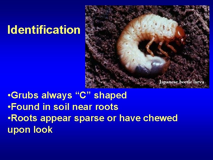 Identification • Grubs always “C” shaped • Found in soil near roots • Roots