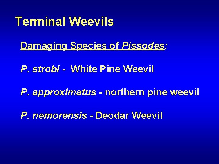 Terminal Weevils Damaging Species of Pissodes: P. strobi - White Pine Weevil P. approximatus