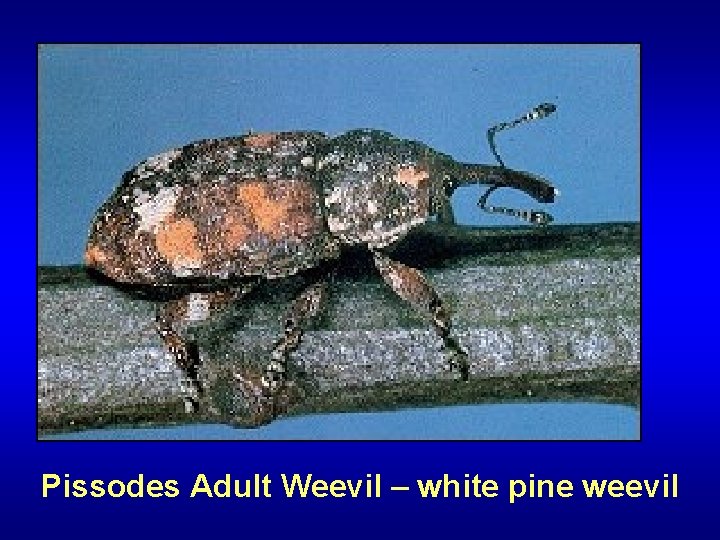 Pissodes Adult Weevil – white pine weevil 