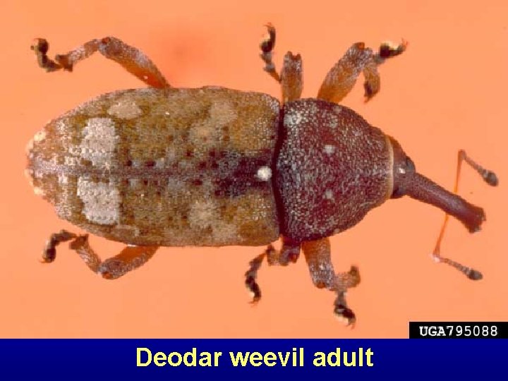 Deodar weevil adult 