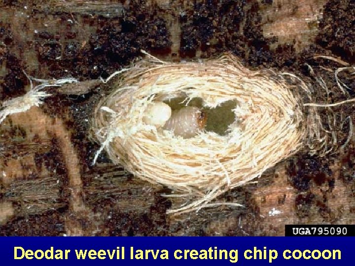 Deodar weevil larva creating chip cocoon 