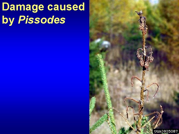 Damage caused by Pissodes 