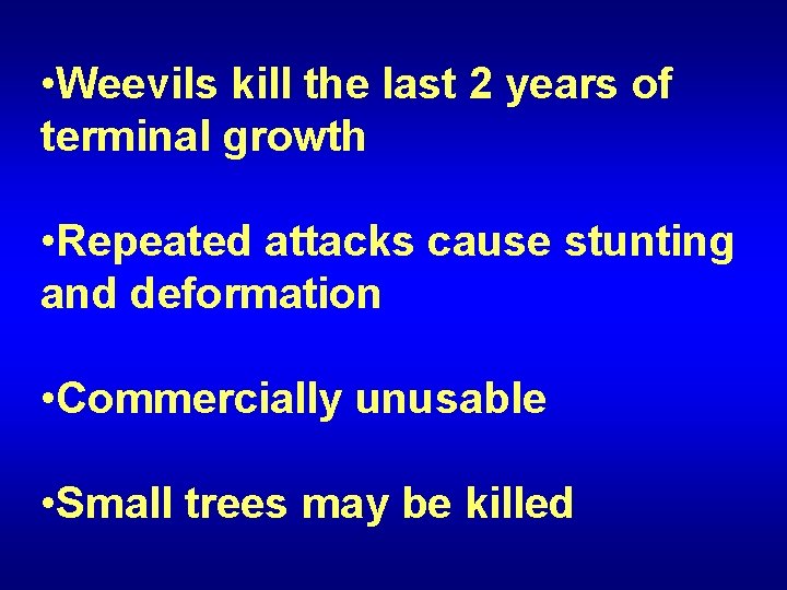  • Weevils kill the last 2 years of terminal growth • Repeated attacks