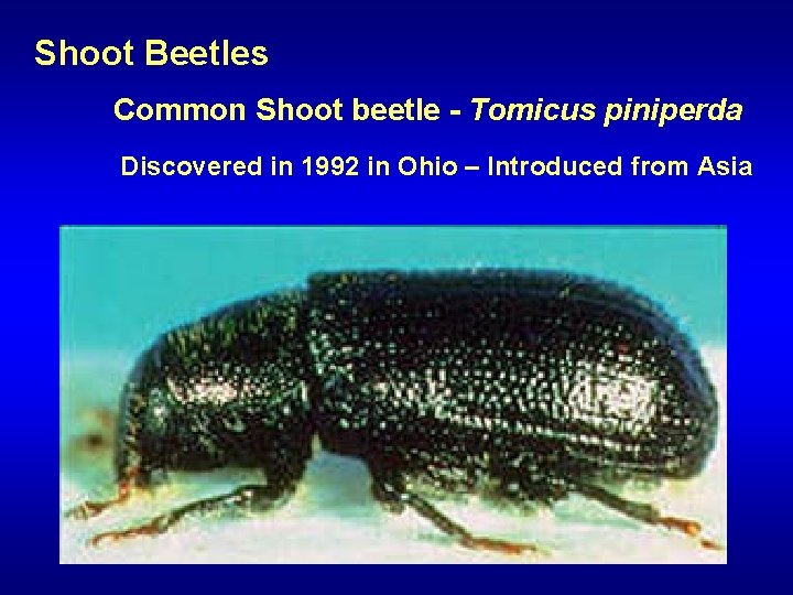 Shoot Beetles Common Shoot beetle - Tomicus piniperda Discovered in 1992 in Ohio –