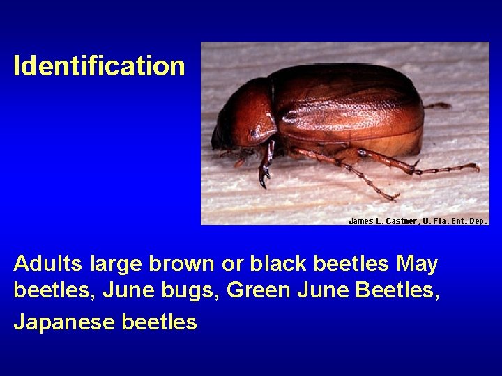 Identification Adults large brown or black beetles May beetles, June bugs, Green June Beetles,