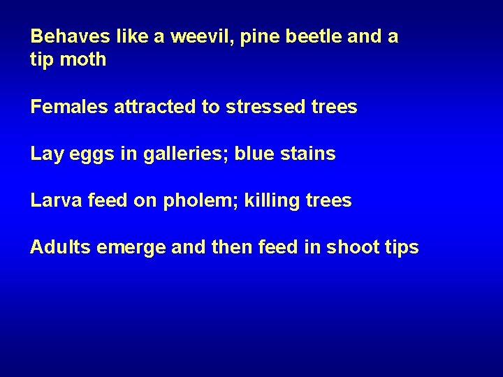 Behaves like a weevil, pine beetle and a tip moth Females attracted to stressed