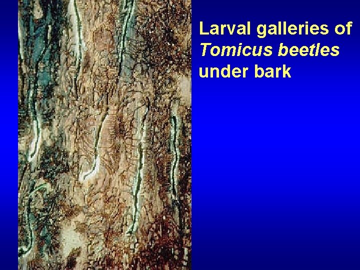 Larval galleries of Tomicus beetles under bark 