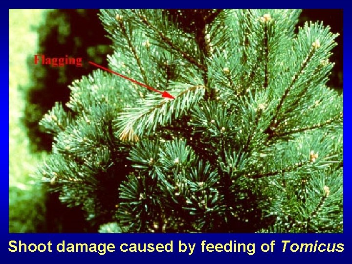 Shoot damage caused by feeding of Tomicus 