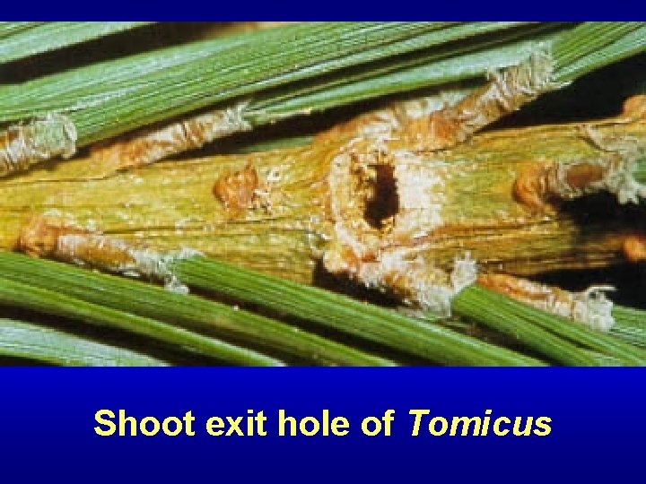 Shoot exit hole of Tomicus 