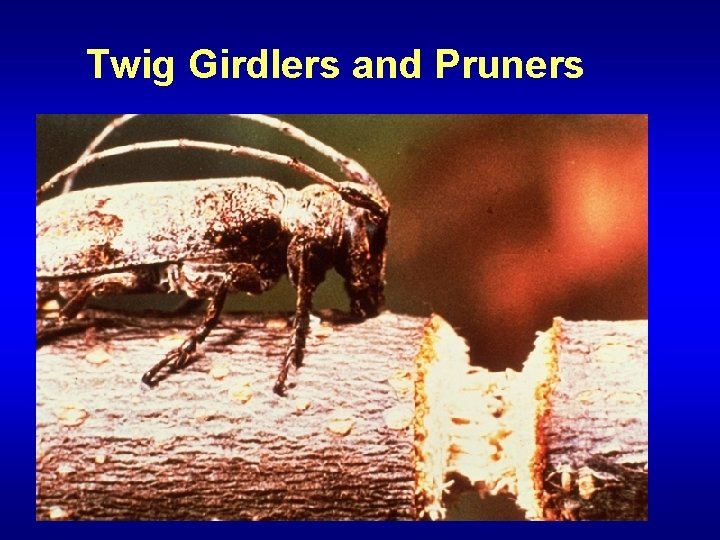 Twig Girdlers and Pruners 