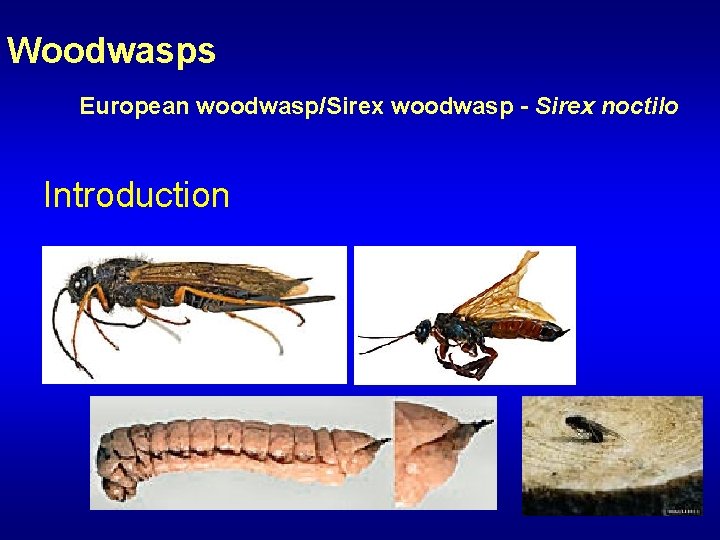 Woodwasps European woodwasp/Sirex woodwasp - Sirex noctilo Introduction 