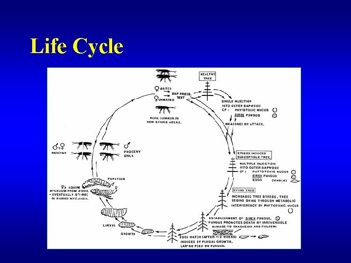 Life Cycle 