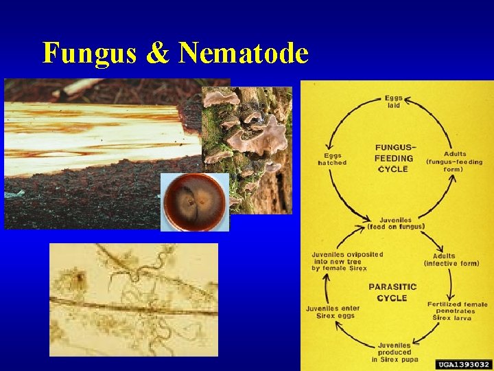 Fungus & Nematode 