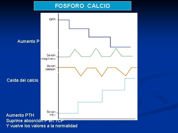 FOSFORO CALCIO Aumento P Caída del calcio Aumento PTH Suprime absorción P en TCP FOSFORO CALCIO Aumento P Caída del calcio Aumento PTH Suprime absorción P en TCP