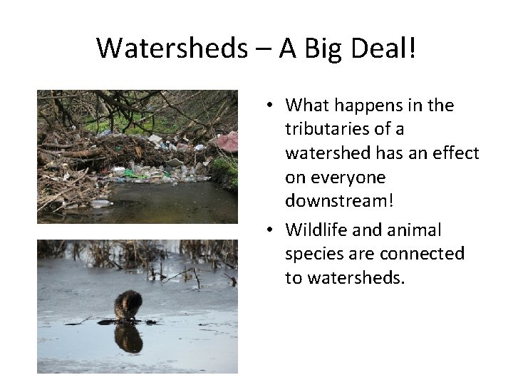 Watersheds – A Big Deal! • What happens in the tributaries of a watershed