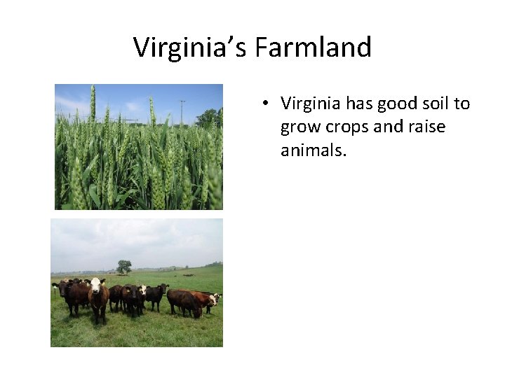 Virginia’s Farmland • Virginia has good soil to grow crops and raise animals. 