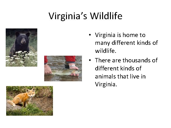 Virginia’s Wildlife • Virginia is home to many different kinds of wildlife. • There