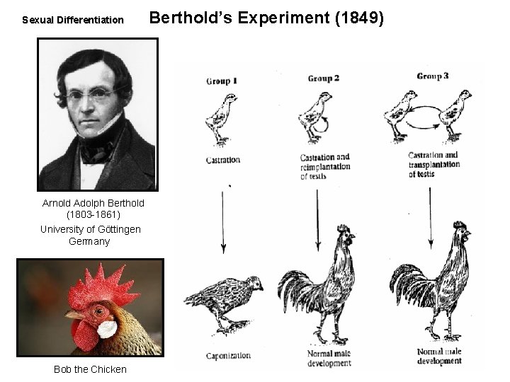 Sexual Differentiation Arnold Adolph Berthold (1803 -1861) University of Göttingen Germany Bob the Chicken