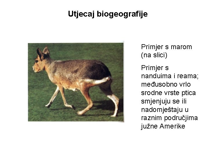 Utjecaj biogeografije Primjer s marom (na slici) Primjer s nanduima i reama; međusobno vrlo