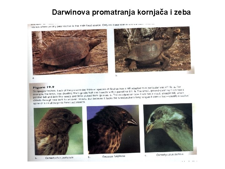Darwinova promatranja kornjača i zeba 