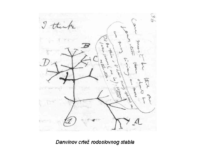 Darwinov crtež rodoslovnog stabla 