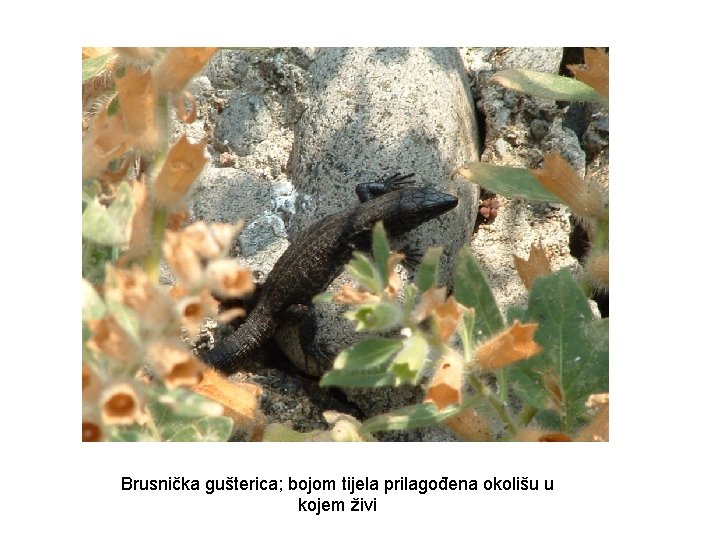 Brusnička gušterica; bojom tijela prilagođena okolišu u kojem živi 