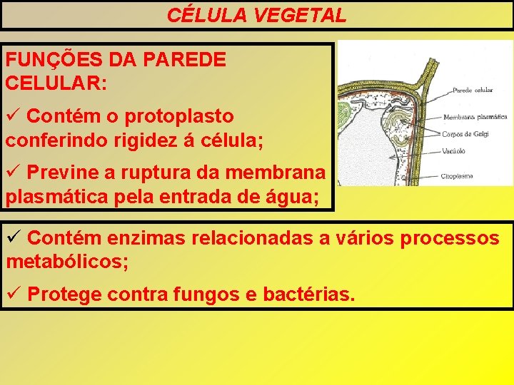 CÉLULA VEGETAL FUNÇÕES DA PAREDE CELULAR: Contém o protoplasto conferindo rigidez á célula; Previne CÉLULA VEGETAL FUNÇÕES DA PAREDE CELULAR: Contém o protoplasto conferindo rigidez á célula; Previne