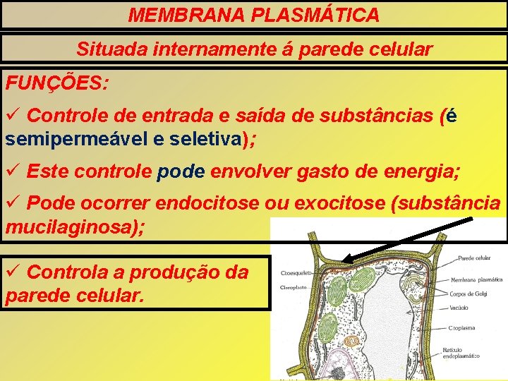 MEMBRANA PLASMÁTICA Situada internamente á parede celular FUNÇÕES: Controle de entrada e saída de MEMBRANA PLASMÁTICA Situada internamente á parede celular FUNÇÕES: Controle de entrada e saída de