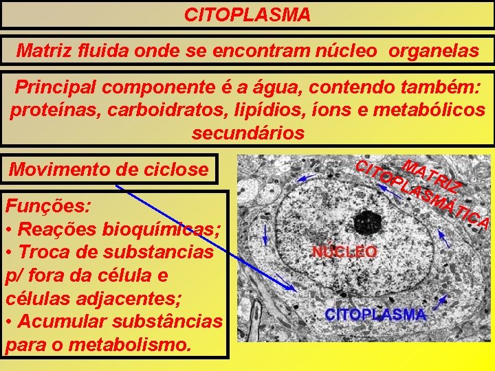 CITOPLASMA Matriz fluida onde se encontram núcleo organelas Principal componente é a água, contendo CITOPLASMA Matriz fluida onde se encontram núcleo organelas Principal componente é a água, contendo