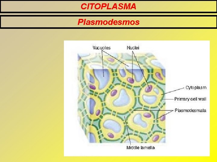 CITOPLASMA Plasmodesmos CITOPLASMA Plasmodesmos