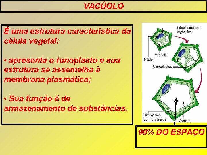 VACÚOLO É uma estrutura característica da célula vegetal: • apresenta o tonoplasto e sua VACÚOLO É uma estrutura característica da célula vegetal: • apresenta o tonoplasto e sua