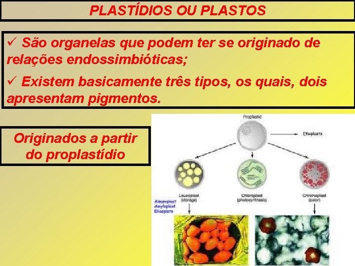 PLASTÍDIOS OU PLASTOS São organelas que podem ter se originado de relações endossimbióticas; Existem PLASTÍDIOS OU PLASTOS São organelas que podem ter se originado de relações endossimbióticas; Existem