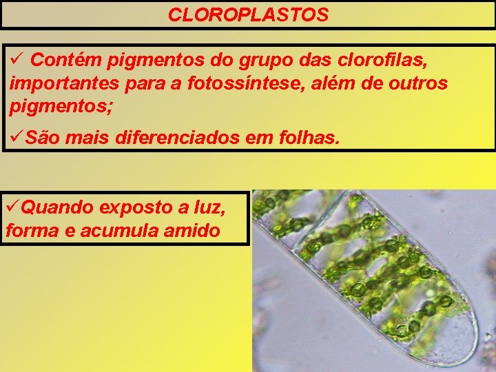 CLOROPLASTOS Contém pigmentos do grupo das clorofilas, importantes para a fotossíntese, além de outros CLOROPLASTOS Contém pigmentos do grupo das clorofilas, importantes para a fotossíntese, além de outros