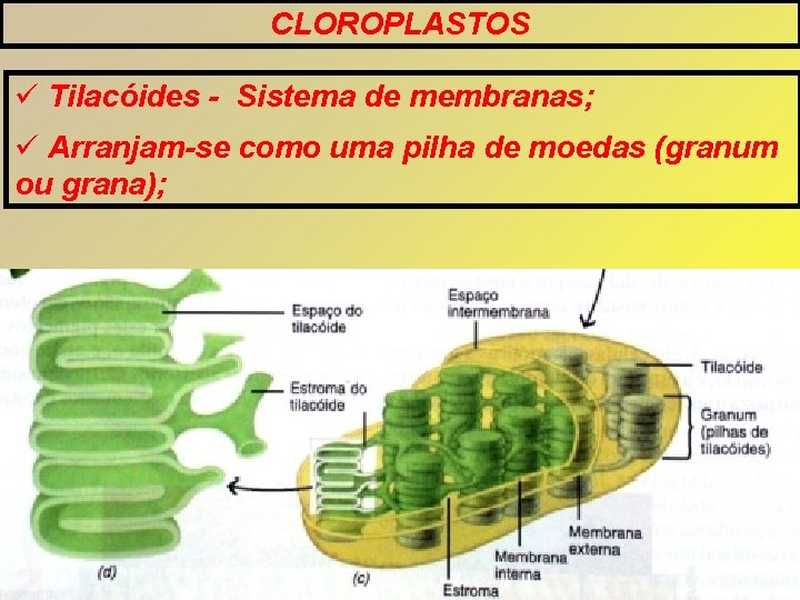 CLOROPLASTOS Tilacóides - Sistema de membranas; Arranjam-se como uma pilha de moedas (granum ou CLOROPLASTOS Tilacóides - Sistema de membranas; Arranjam-se como uma pilha de moedas (granum ou