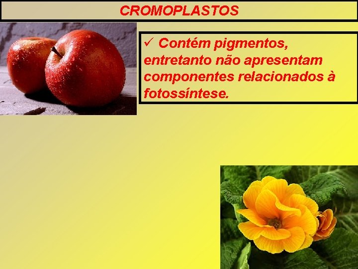 CROMOPLASTOS Contém pigmentos, entretanto não apresentam componentes relacionados à fotossíntese. CROMOPLASTOS Contém pigmentos, entretanto não apresentam componentes relacionados à fotossíntese.