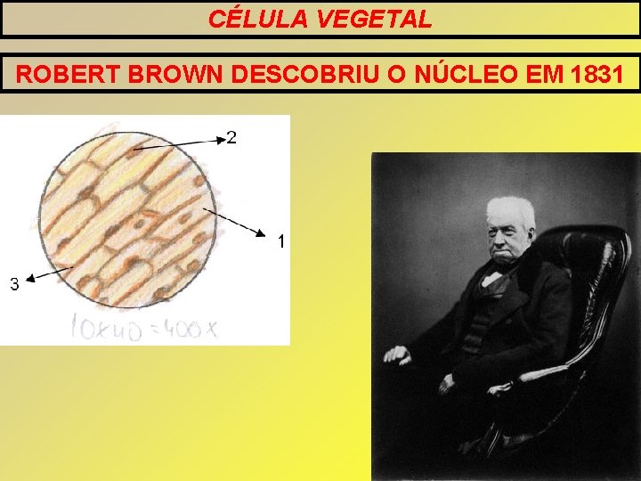 CÉLULA VEGETAL ROBERT BROWN DESCOBRIU O NÚCLEO EM 1831 CÉLULA VEGETAL ROBERT BROWN DESCOBRIU O NÚCLEO EM 1831