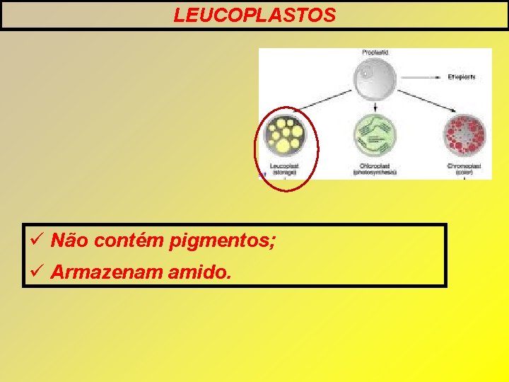 LEUCOPLASTOS Não contém pigmentos; Armazenam amido. LEUCOPLASTOS Não contém pigmentos; Armazenam amido.