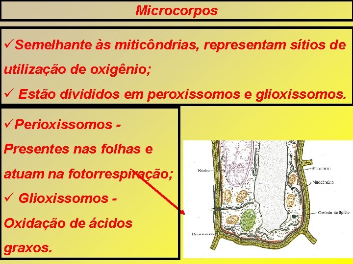 Microcorpos Semelhante às miticôndrias, representam sítios de utilização de oxigênio; Estão divididos em peroxissomos Microcorpos Semelhante às miticôndrias, representam sítios de utilização de oxigênio; Estão divididos em peroxissomos