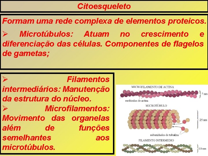 Citoesqueleto Formam uma rede complexa de elementos proteicos. Microtúbulos: Atuam no crescimento e diferenciação Citoesqueleto Formam uma rede complexa de elementos proteicos. Microtúbulos: Atuam no crescimento e diferenciação