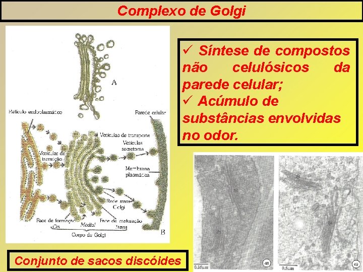 Complexo de Golgi Síntese de compostos não celulósicos da parede celular; Acúmulo de substâncias Complexo de Golgi Síntese de compostos não celulósicos da parede celular; Acúmulo de substâncias