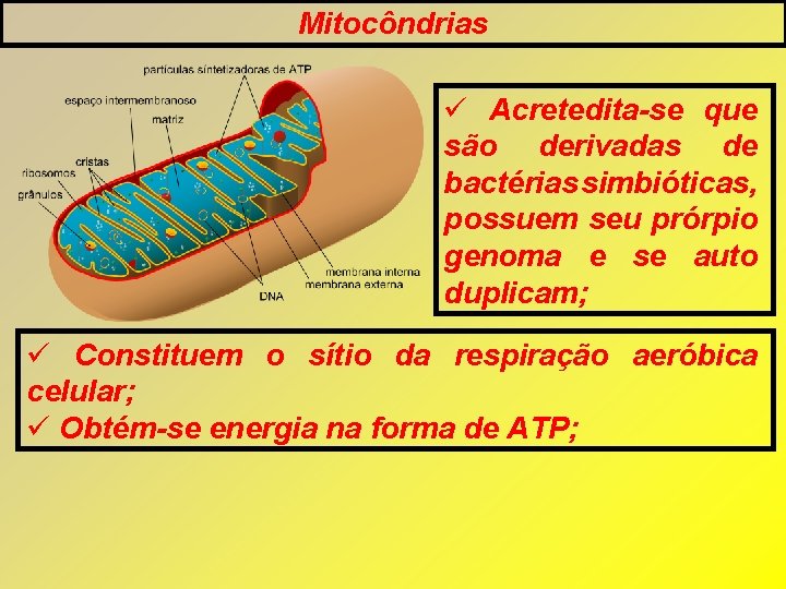 Mitocôndrias Acretedita-se que são derivadas de bactérias simbióticas, possuem seu prórpio genoma e se Mitocôndrias Acretedita-se que são derivadas de bactérias simbióticas, possuem seu prórpio genoma e se