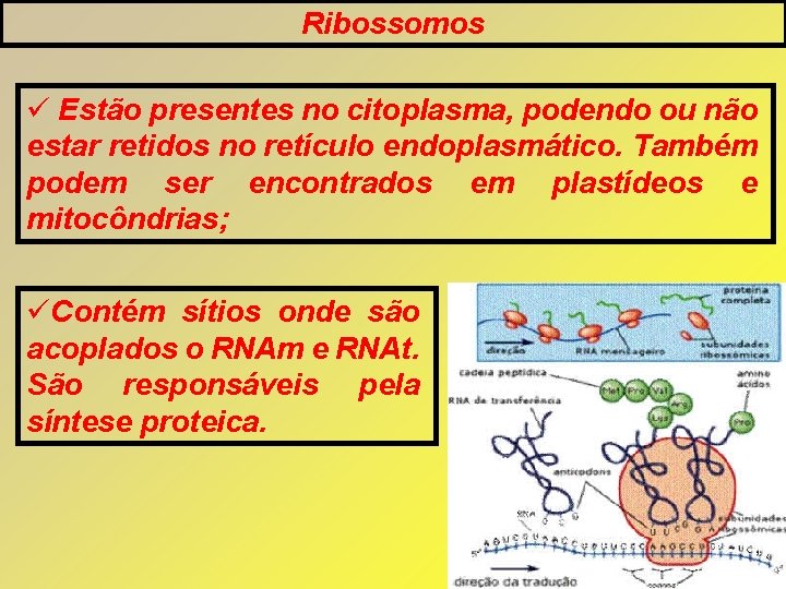 Ribossomos Estão presentes no citoplasma, podendo ou não estar retidos no retículo endoplasmático. Também Ribossomos Estão presentes no citoplasma, podendo ou não estar retidos no retículo endoplasmático. Também