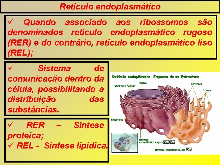 Retículo endoplasmático Quando associado aos ribossomos são denominados retículo endoplasmático rugoso (RER) e do Retículo endoplasmático Quando associado aos ribossomos são denominados retículo endoplasmático rugoso (RER) e do