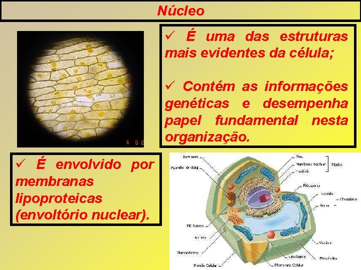 Núcleo É uma das estruturas mais evidentes da célula; Contém as informações genéticas e Núcleo É uma das estruturas mais evidentes da célula; Contém as informações genéticas e