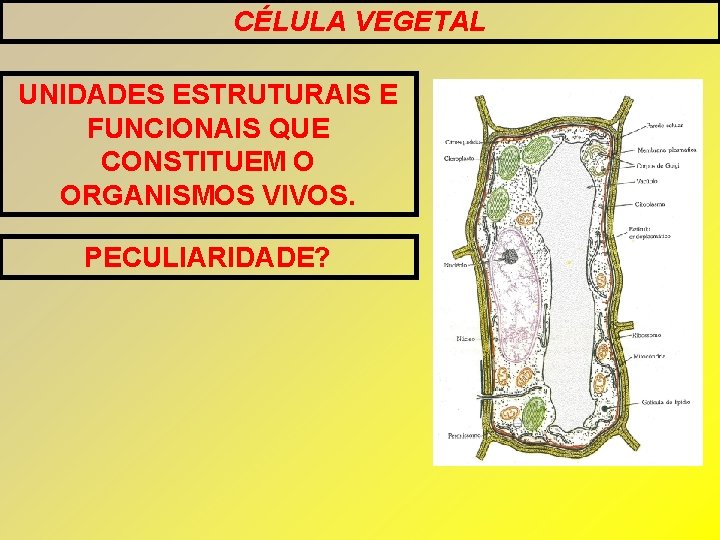 CÉLULA VEGETAL UNIDADES ESTRUTURAIS E FUNCIONAIS QUE CONSTITUEM O ORGANISMOS VIVOS. PECULIARIDADE? CÉLULA VEGETAL UNIDADES ESTRUTURAIS E FUNCIONAIS QUE CONSTITUEM O ORGANISMOS VIVOS. PECULIARIDADE?
