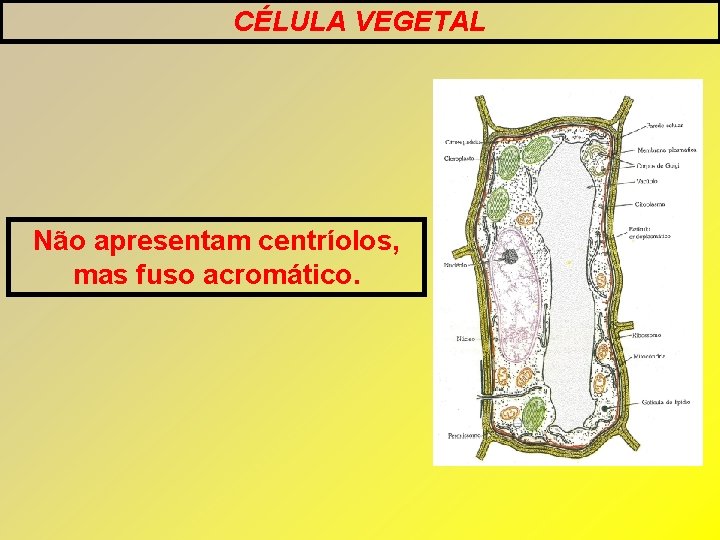 CÉLULA VEGETAL Não apresentam centríolos, mas fuso acromático. CÉLULA VEGETAL Não apresentam centríolos, mas fuso acromático.