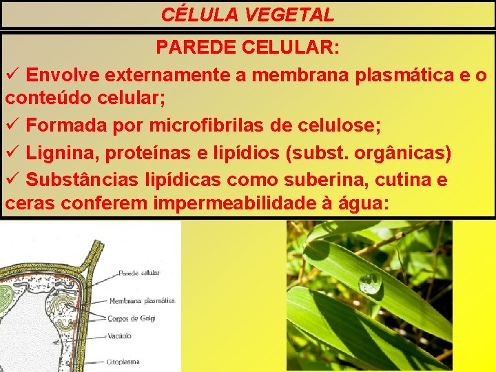 CÉLULA VEGETAL PAREDE CELULAR: Envolve externamente a membrana plasmática e o conteúdo celular; Formada CÉLULA VEGETAL PAREDE CELULAR: Envolve externamente a membrana plasmática e o conteúdo celular; Formada